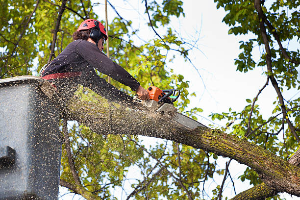 Best Emergency Storm Tree Removal  in Washington, IL